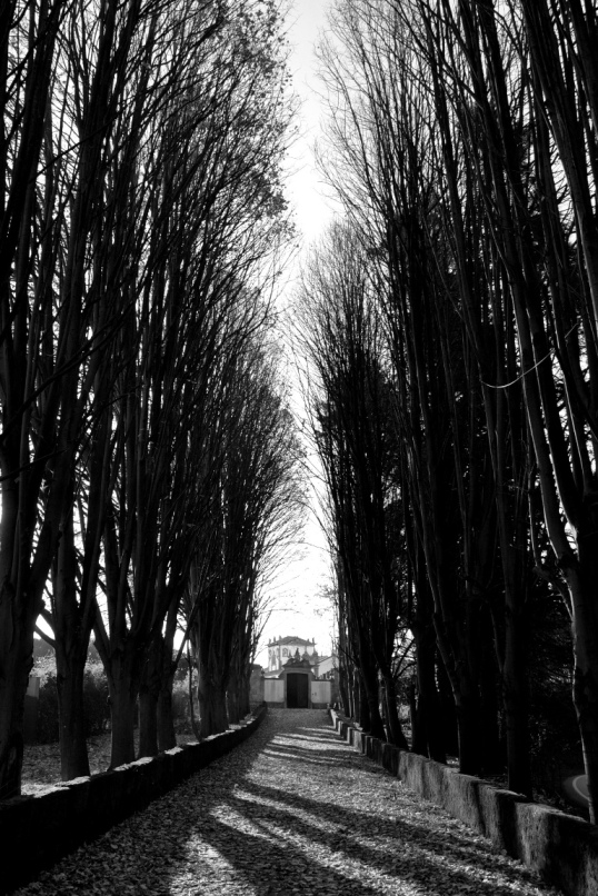 photo "CHANTRE" tags: black&white, street, nature, ONOFF, PORTUGAL.NASONI