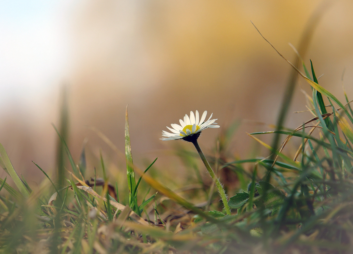 photo "***" tags: macro and close-up, nature, misc., grass, spring, ромашка, цветок