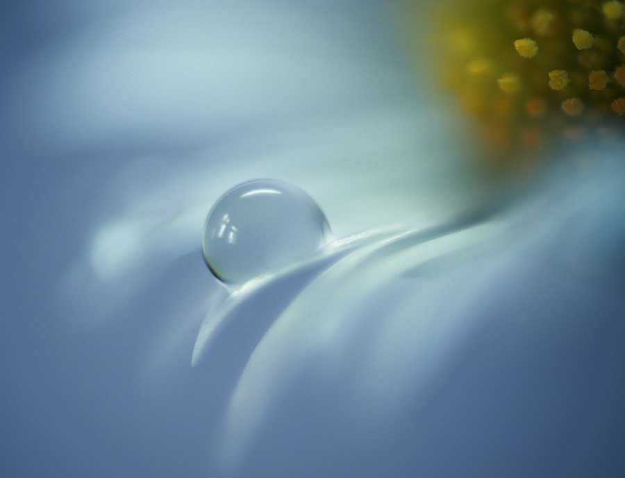 фото "Капля" метки: макро и крупный план, разное, вода, капля, цветок