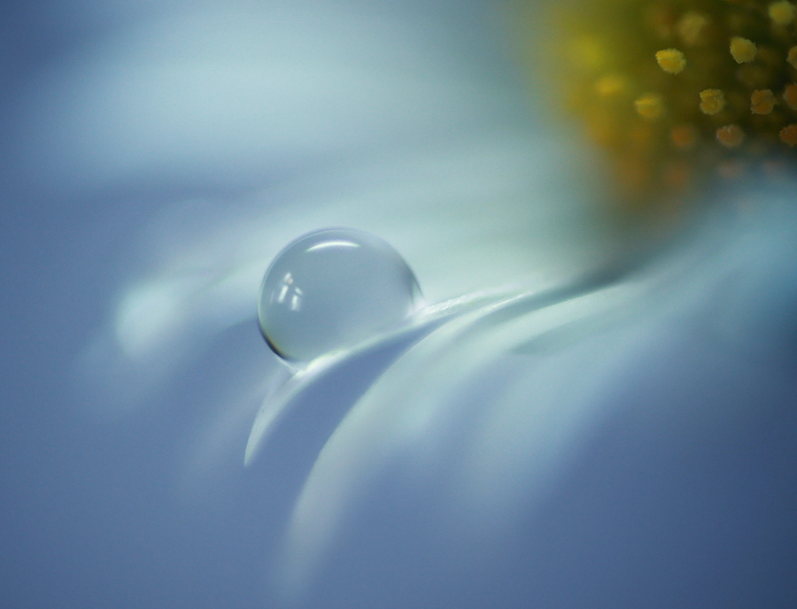 photo "***" tags: macro and close-up, misc., drop, water, цветок