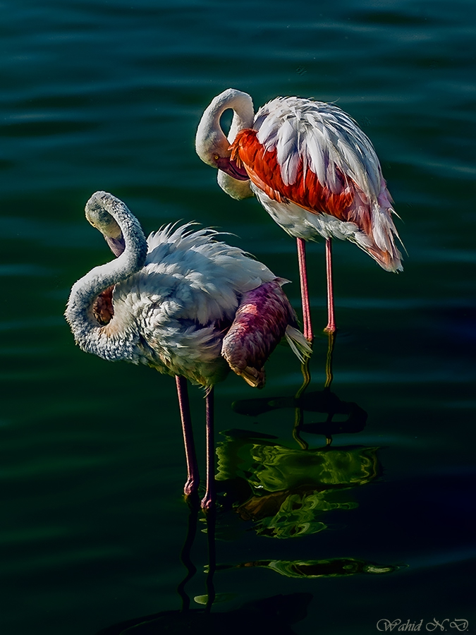 фото "Couple" метки: путешествия, природа, репортаж, Water. Fauna.