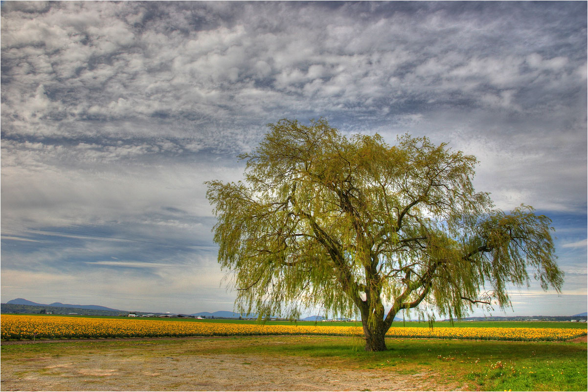 photo "Spring" tags: landscape, 