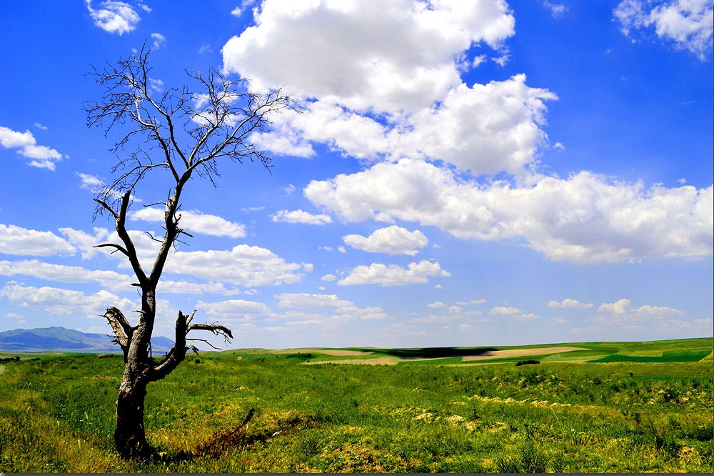 фото "Контраст жизни" метки: пейзаж, tree, облака