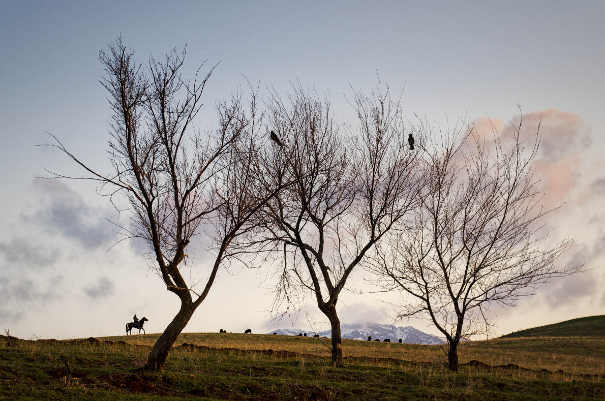 фото "Пастух" метки: , mountain, shepherd, tree
