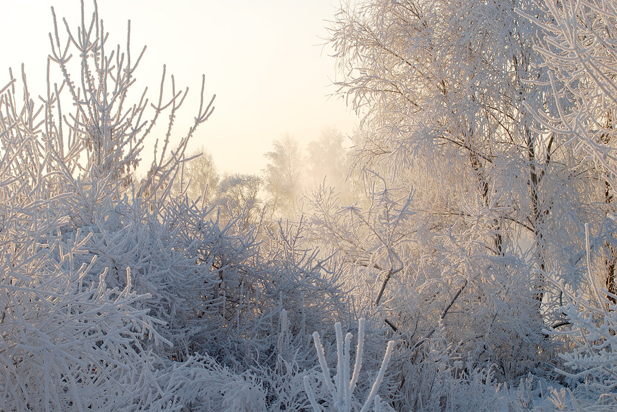 фото "Зимние джунгли." метки: пейзаж, зима, иней, солнце.
