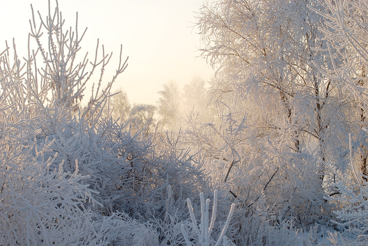 photo "***" tags: landscape, hoarfrost, winter, солнце.