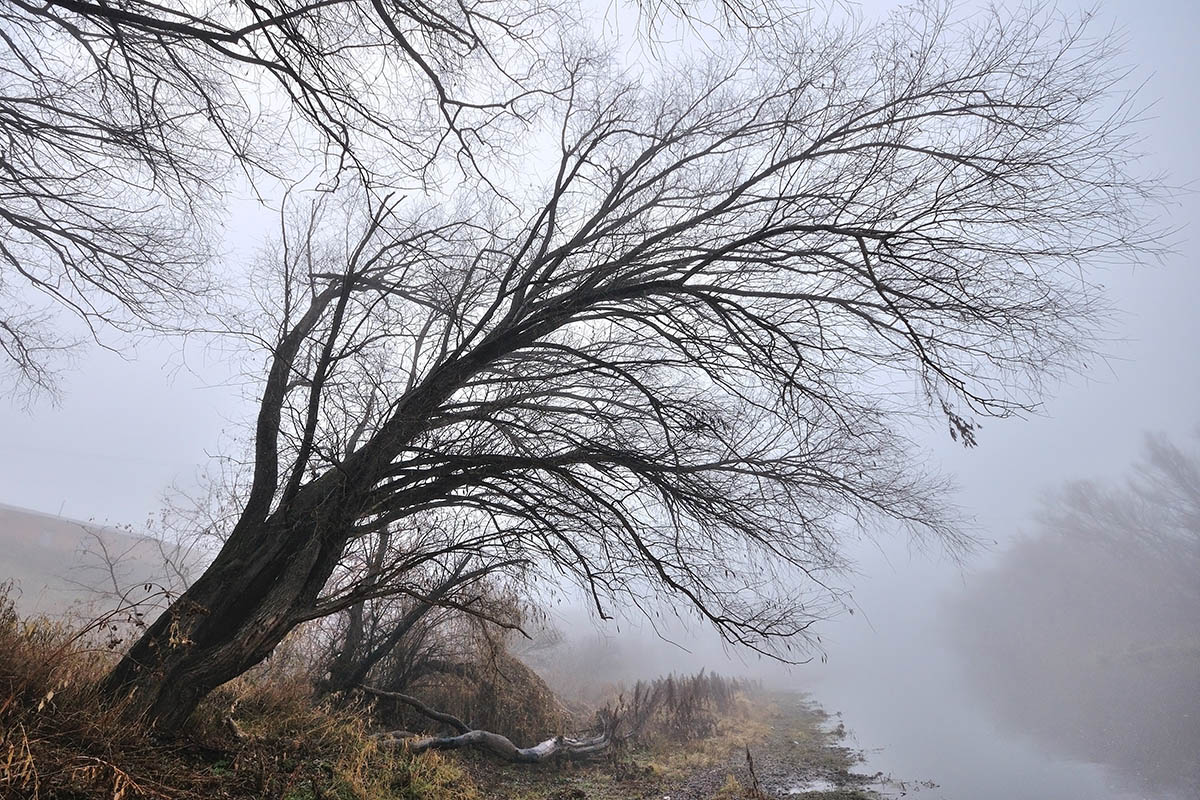 фото "Осень, утро, туман." метки: пейзаж, 