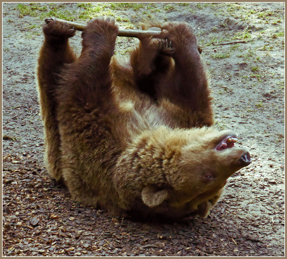 photo "The bear" tags: reporting, humor, 