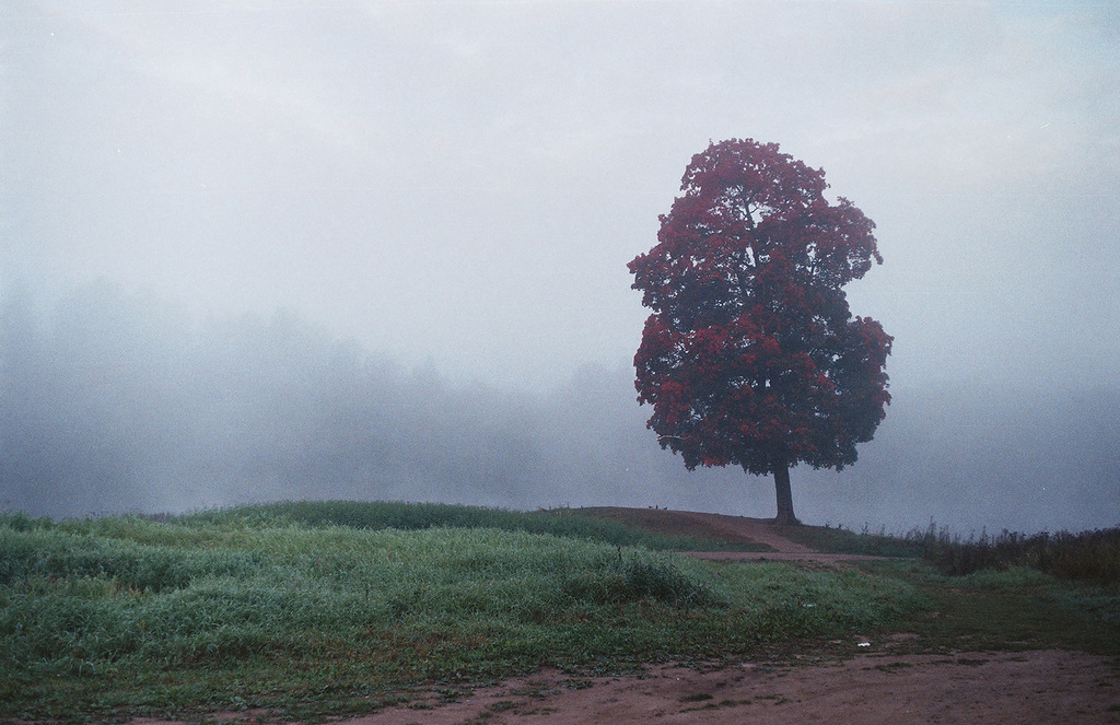 photo "Misty morning-1" tags: landscape, nature, autumn, fog, morning