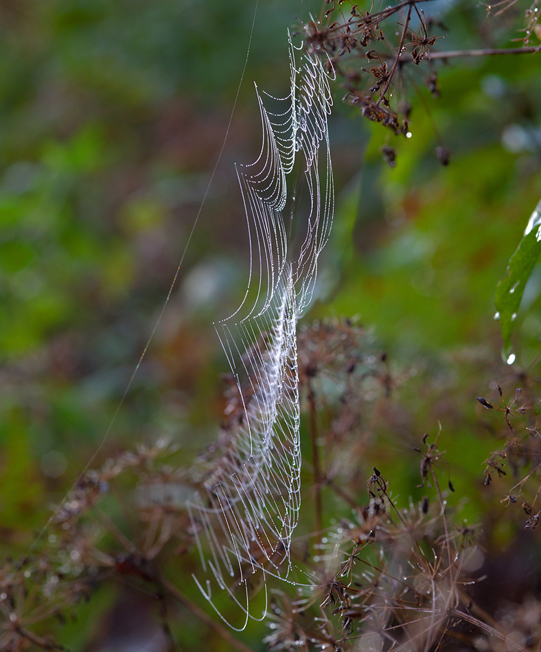 photo "Autumn tenderness ..." tags: nature, macro and close-up, 