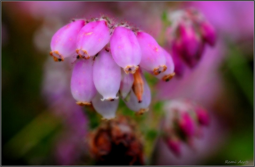 photo "***" tags: macro and close-up, nature, 