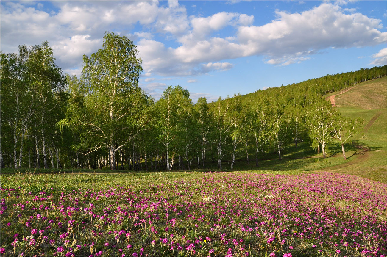 photo "***" tags: landscape, travel, Asia, birches, clouds, flowers, mountains, spring