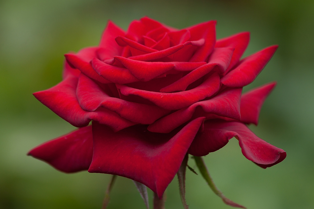 photo "***" tags: macro and close-up, nature, 