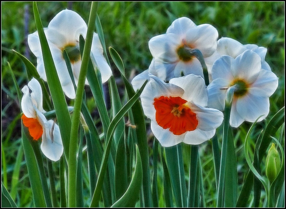 photo "daffodils" tags: nature, misc., 