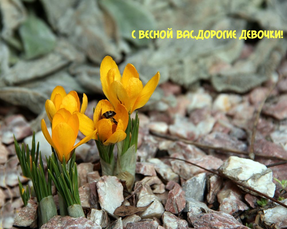 photo "***" tags: nature, 