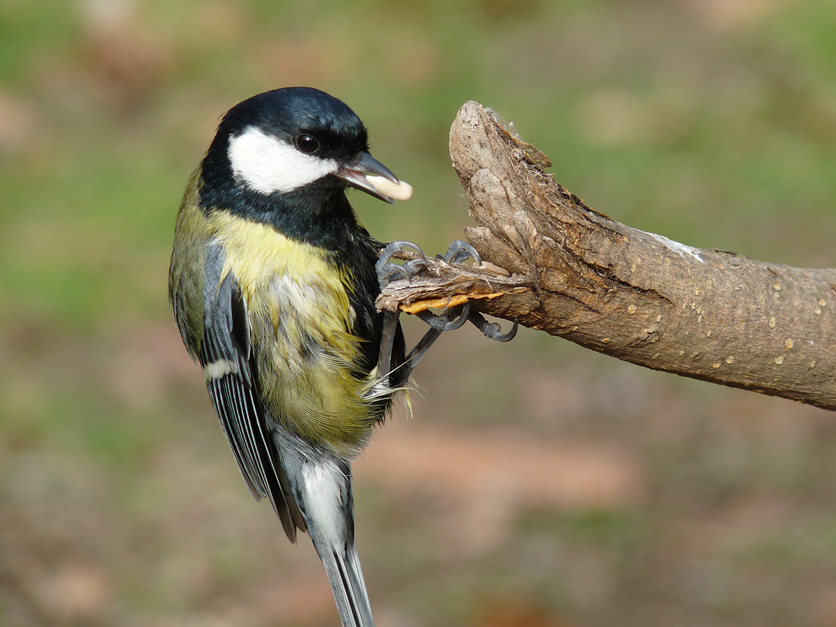 photo "***" tags: nature, wild animals