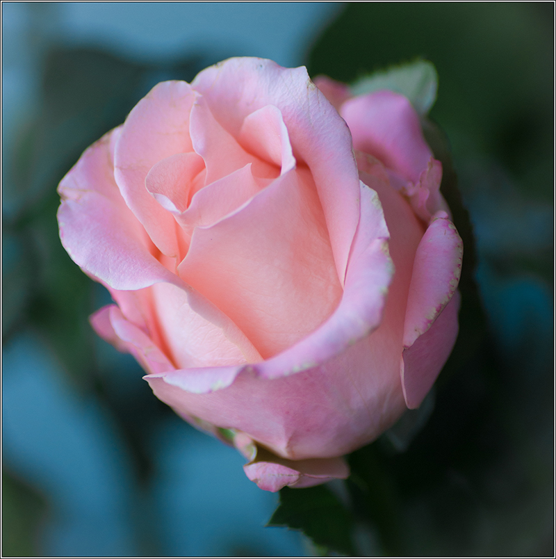 photo "***" tags: , 