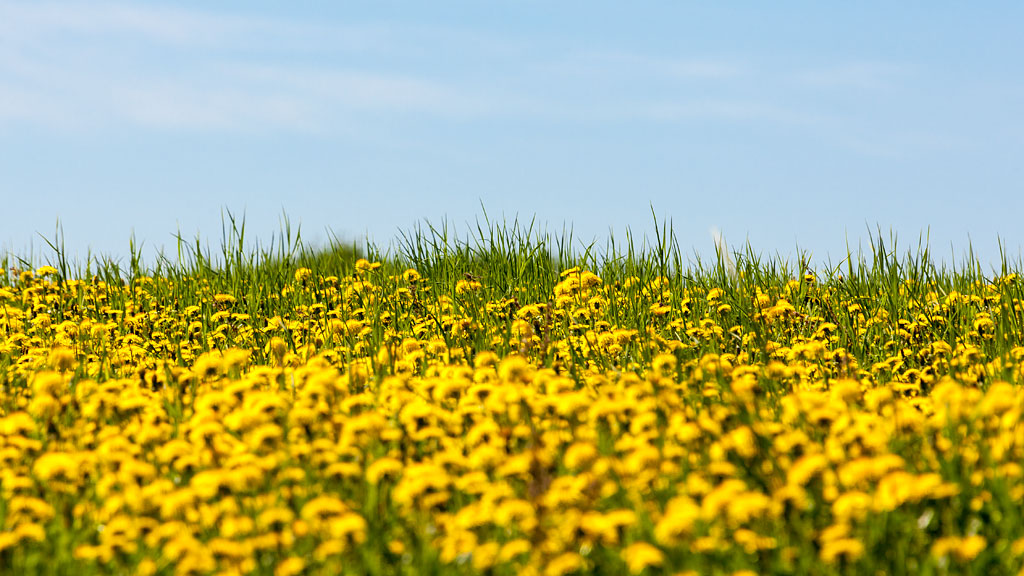 photo "Dandelions" tags: landscape, fragment, field, summer, жёлтый, зелёный, одуванчики