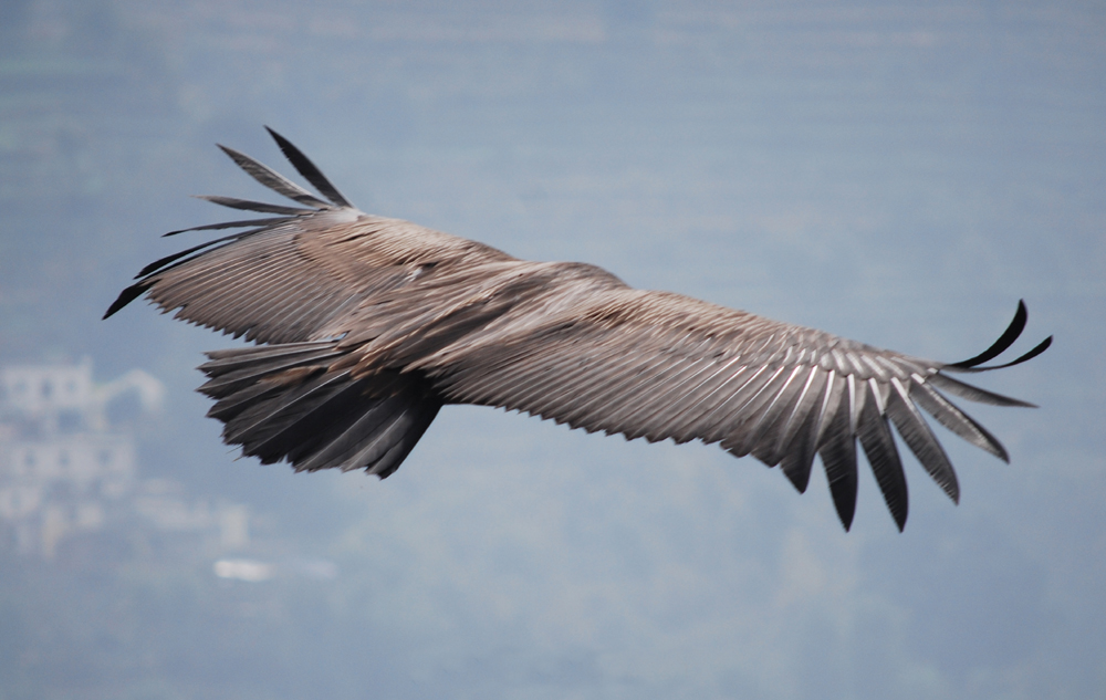 photo "sky hawk" tags: nature, travel, wild animals
