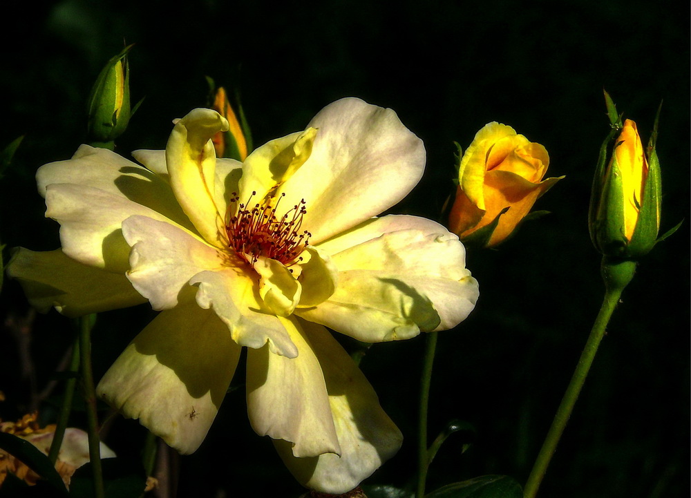 photo "Flower of Light Panasonic" tags: nature, travel, flowers, plant, summer