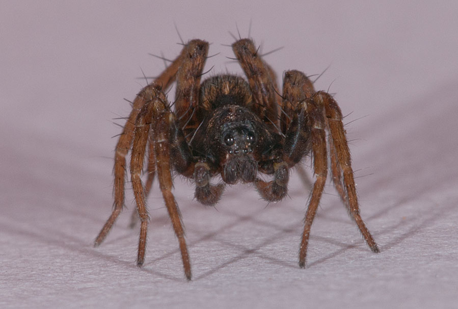 photo "spider" tags: nature, macro and close-up, spider