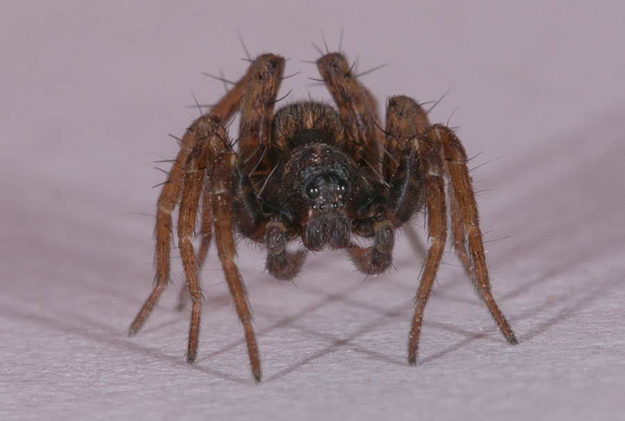 фото "spider" метки: природа, макро и крупный план, spider