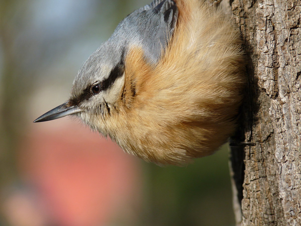 photo "***" tags: nature, wild animals