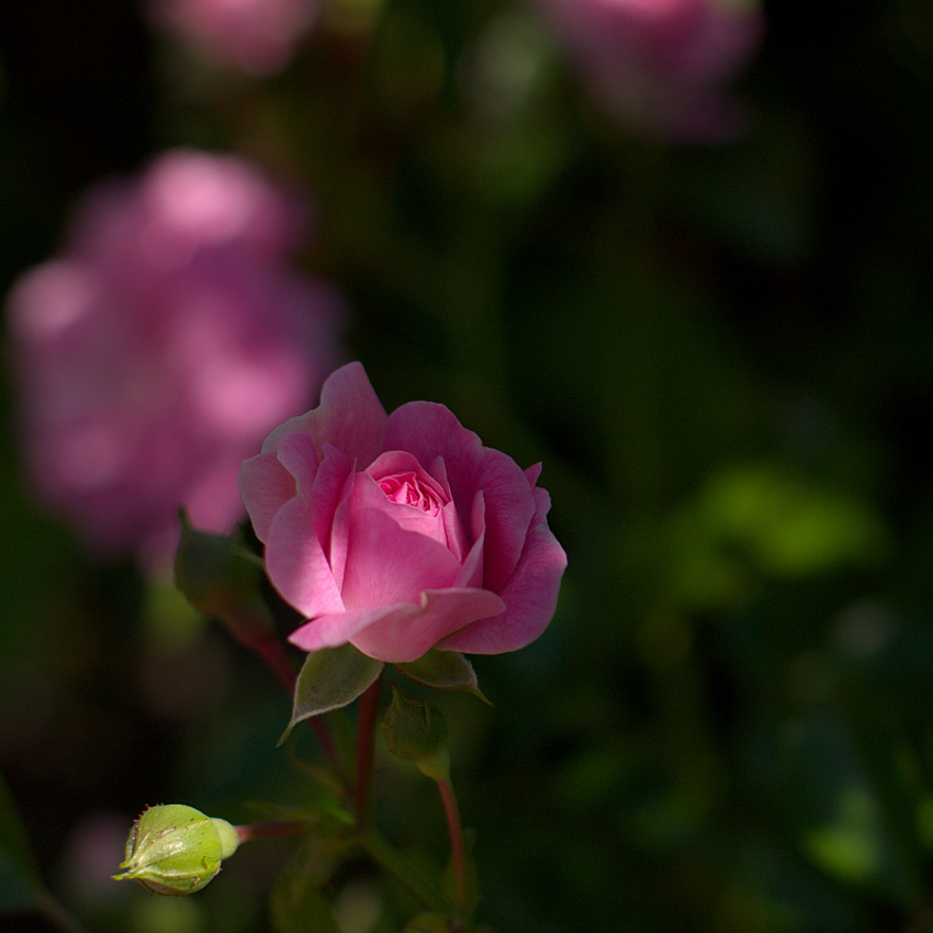 photo "***" tags: nature, flowers