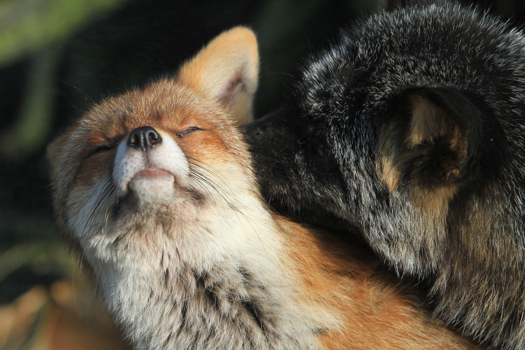 photo "Fox in love" tags: nature, Fox