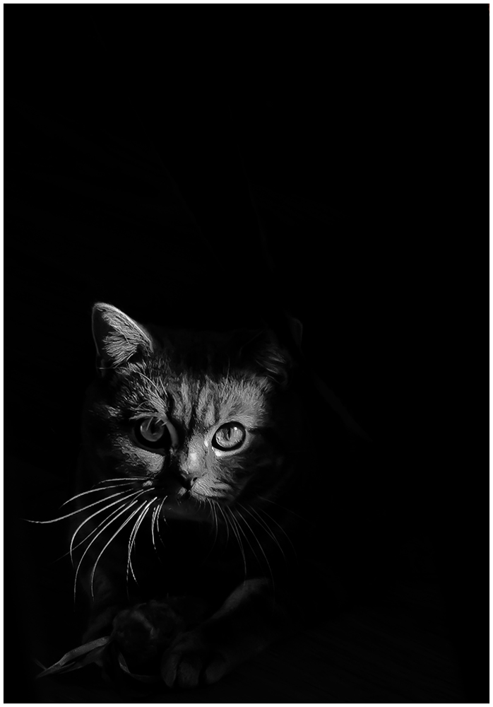 фото "..." метки: черно-белые, портрет, Россия, домашние животные, животные, кот, кошка, кошки, монохром