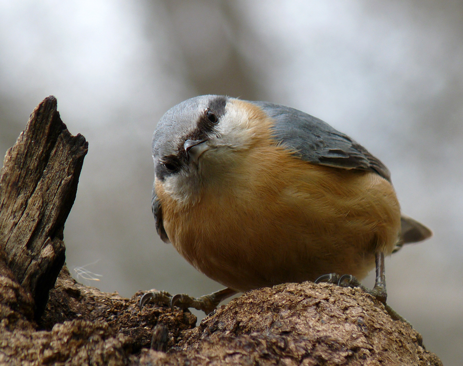 photo "***" tags: nature, wild animals