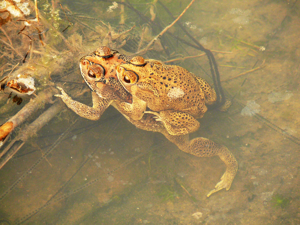 photo "Frog" tags: nature, frog, mating