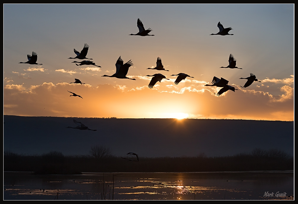 photo "Morning flight" tags: nature, 