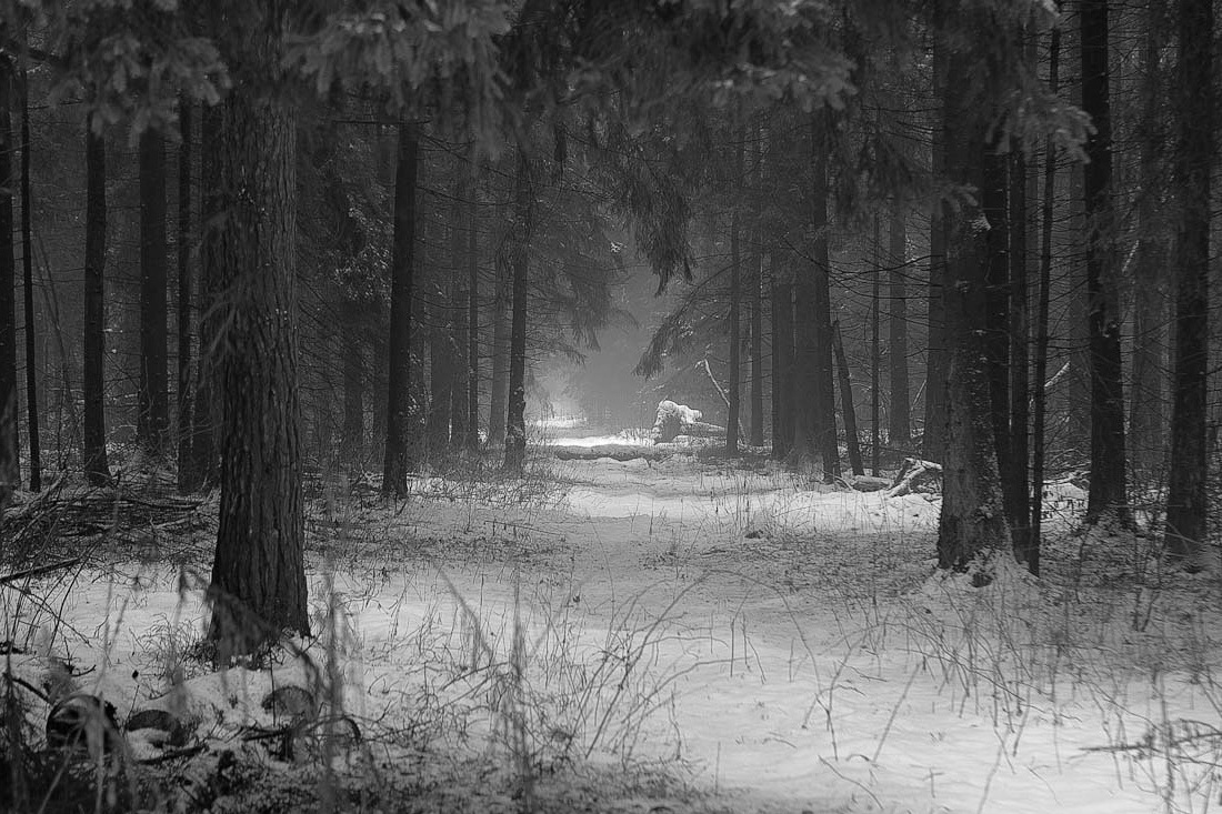 photo "***" tags: nature, landscape, black&white, forest, snow, winter, тишина