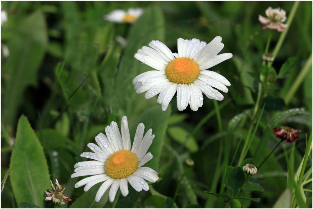 photo "***" tags: macro and close-up, flowers, summer