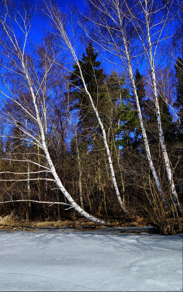 фото "Скоро весна !" метки: пейзаж, березы, весна, лед, лес, небо, снег