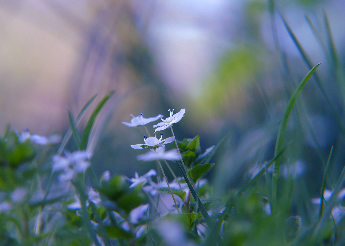 photo "***" tags: nature, macro and close-up, misc., flowers, grass, spring, тепло
