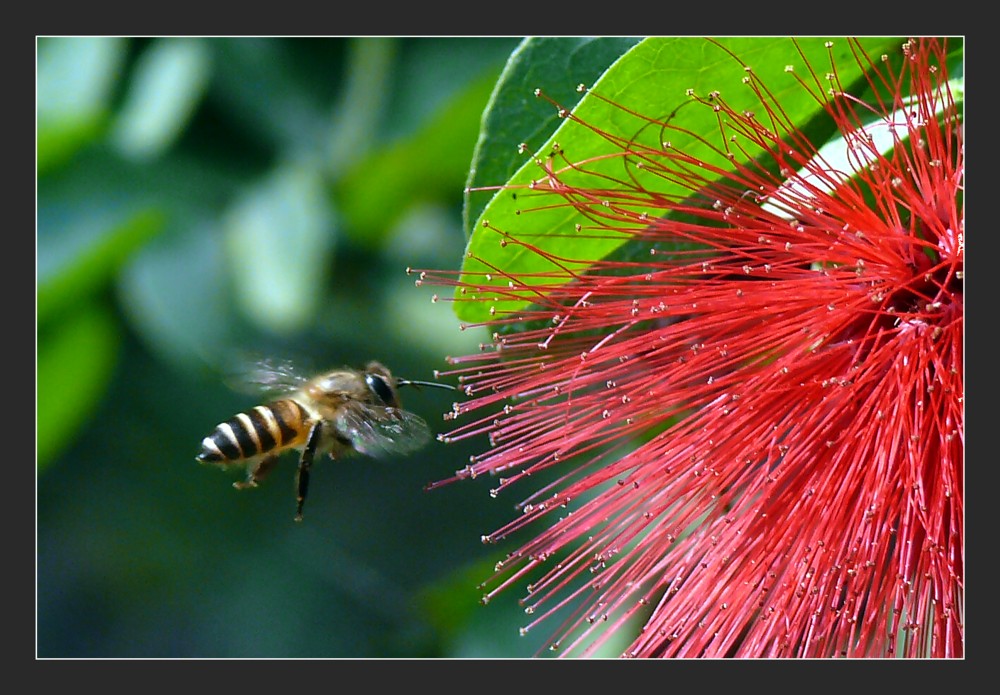 photo "Bee" tags: nature, travel, macro and close-up, bee, fly, macro