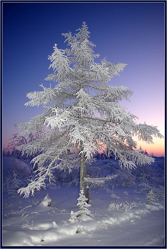 photo "***" tags: landscape, hoarfrost, лиственница