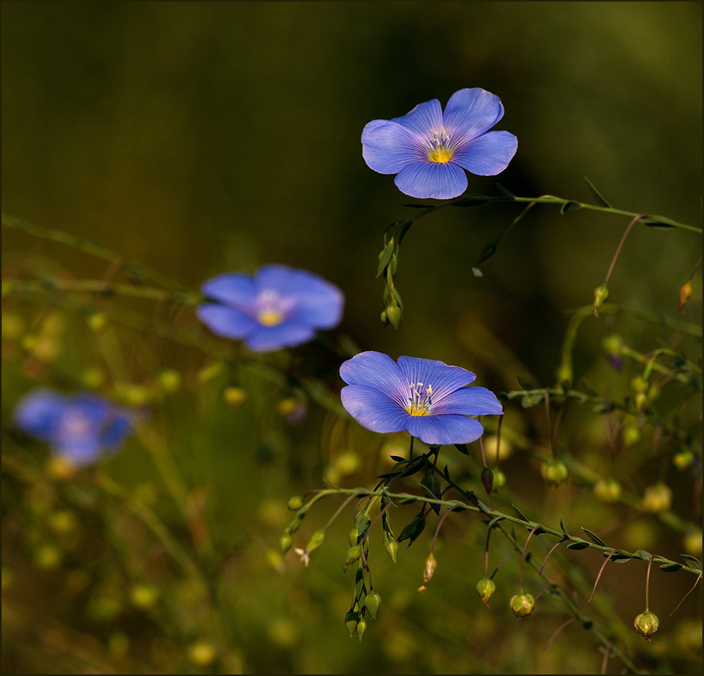 photo "***" tags: nature, 
