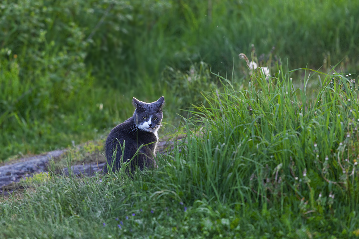 photo "***" tags: nature, tomcat, животные