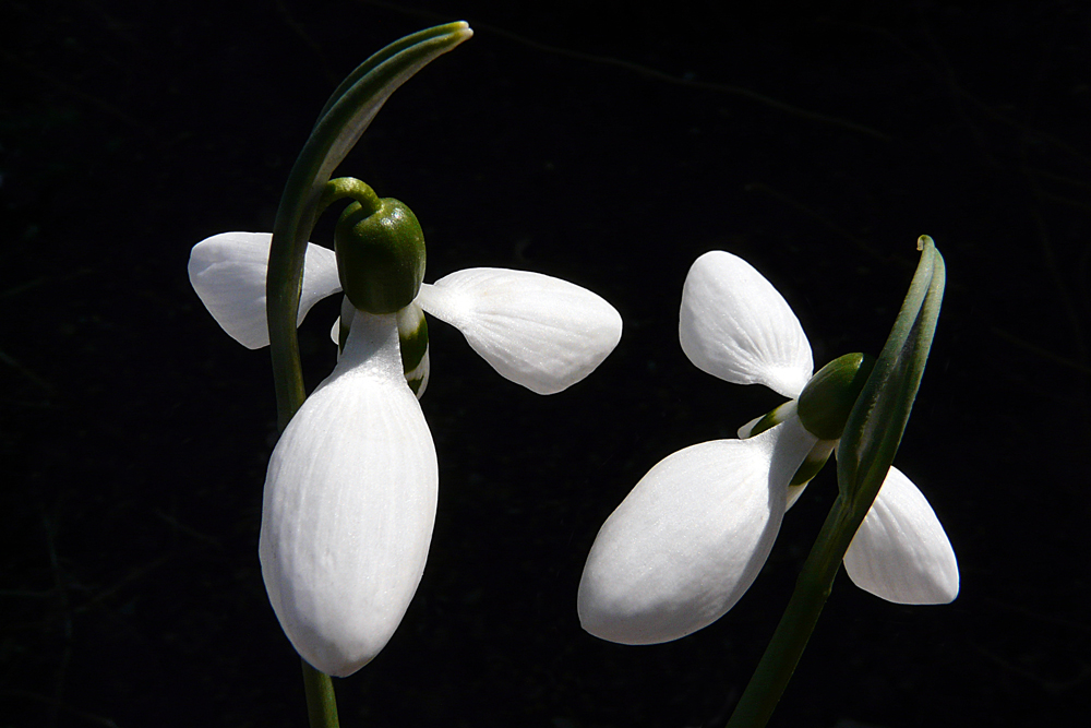 фото "***" метки: макро и крупный план, macro, snowdrop, spring, цветы