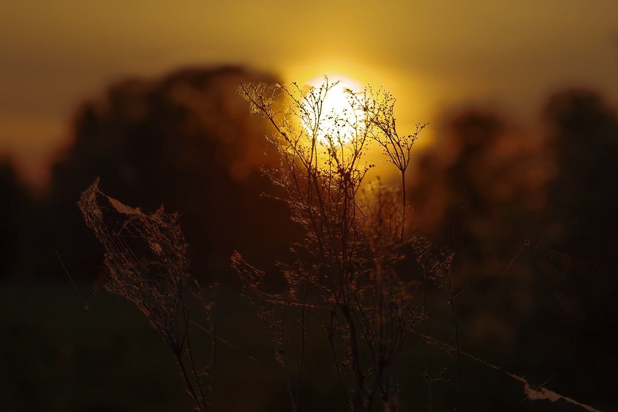 photo "***" tags: nature, macro and close-up, 