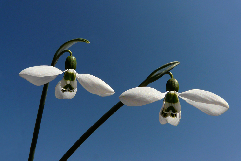 photo "Touch of Spring" tags: macro and close-up, flowers, macro, snowdrop, spring