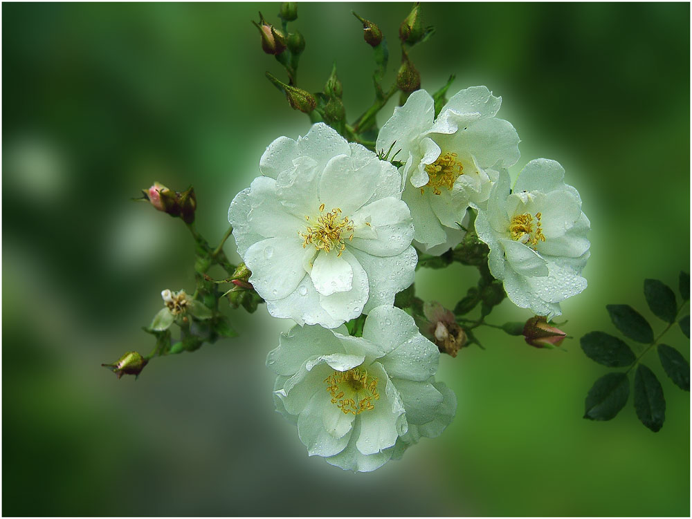 photo "***" tags: macro and close-up, flowers, spring