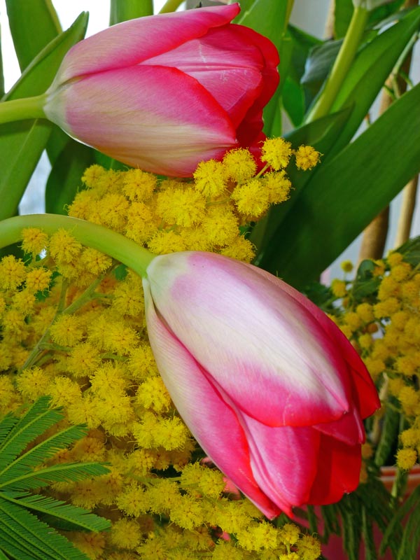 photo "***" tags: still life, spring, букет, тюльпаны