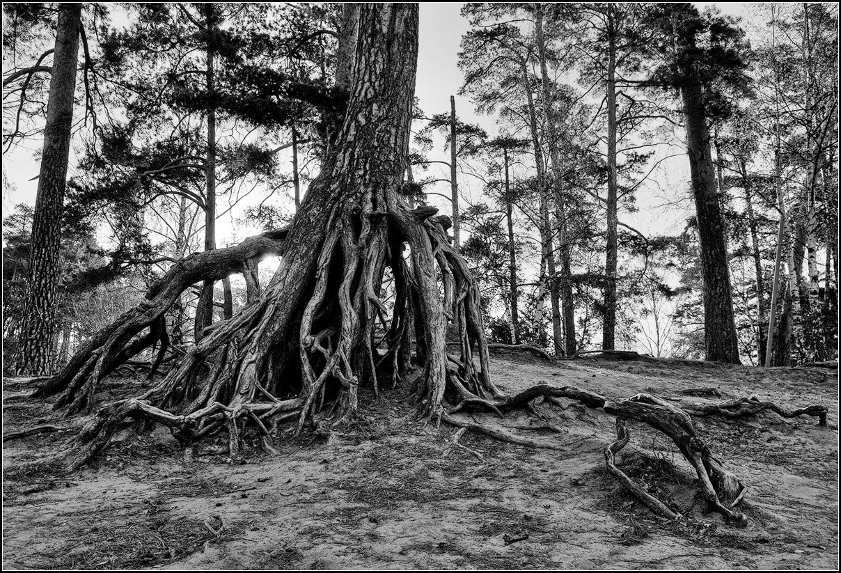 photo "tree roots" tags: nature, black&white, 