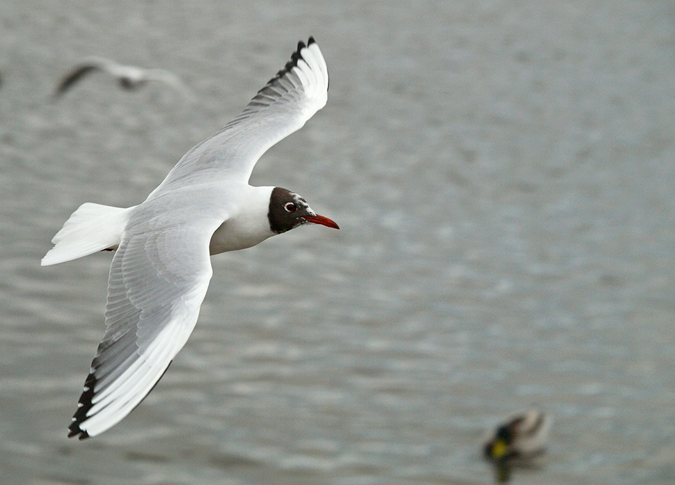 photo "Sailing !" tags: nature, portrait, reporting, 