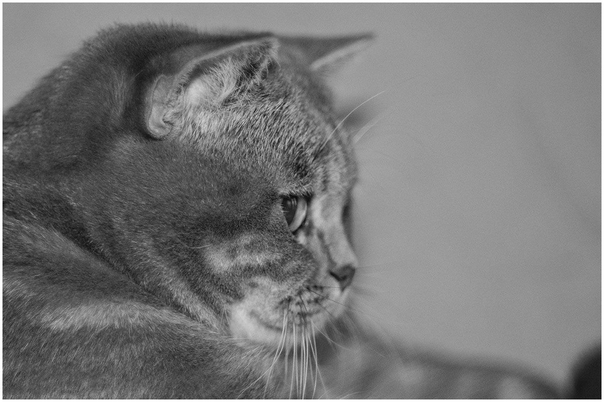 photo "***" tags: black&white, portrait, Asia, cat, pets/farm animals, tomcat, животные, кошки