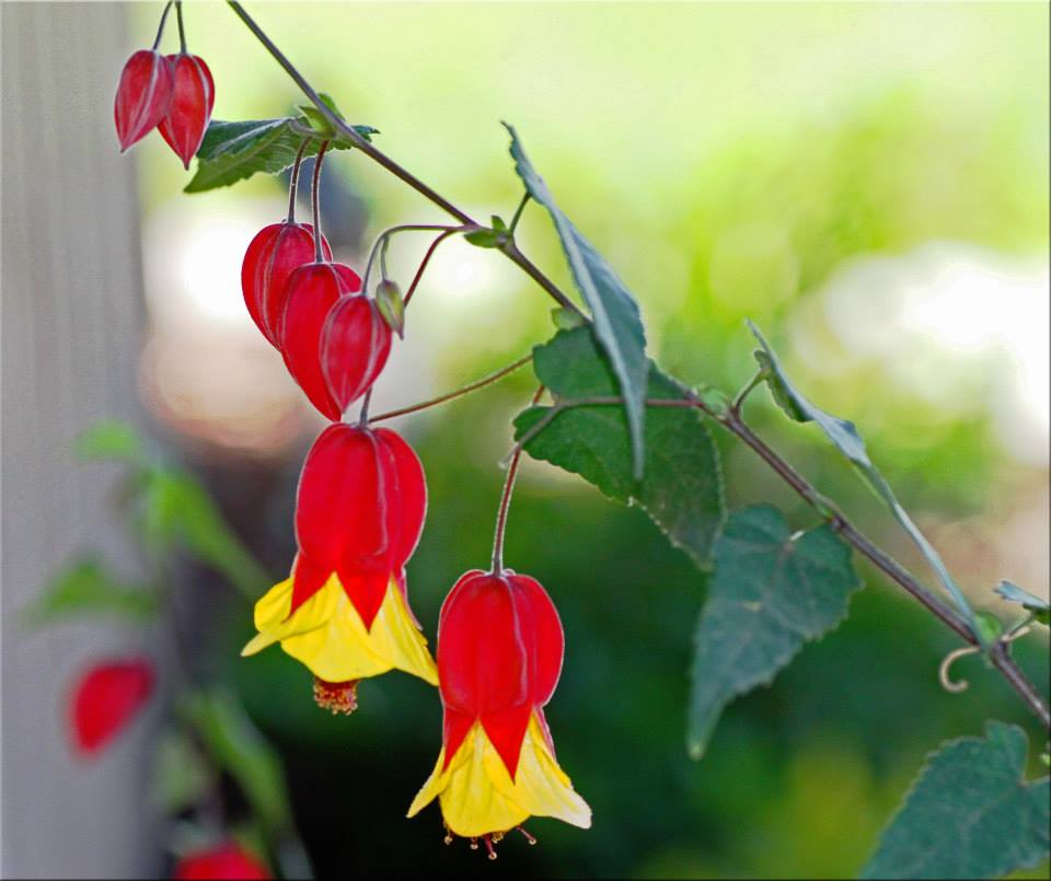 photo "Chinese Bells" tags: nature, macro and close-up, 